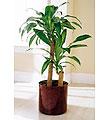 The FTD� Corn Plant
